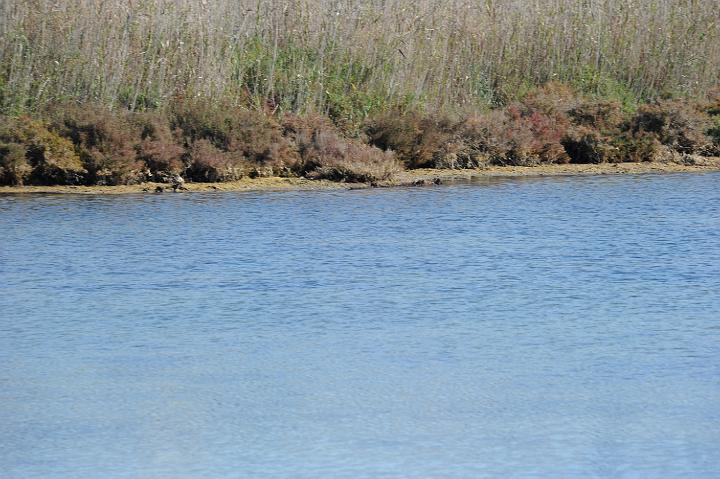 2Saline di Augusta 16.1.2011 (118).JPG